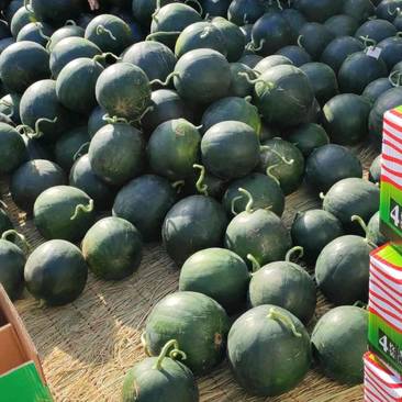 墨童西瓜，山东无籽西瓜，保熟保甜，大棚西瓜，产地直发。