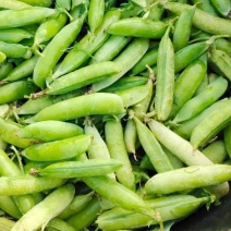 精品豌豆荚，青豌中豌6---9号，白豌长寿仁，现摘现发
