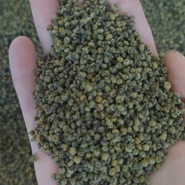 吴茱萸中花吴茱萸