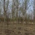 河北省保定市奥森苗圃场正在出售胸径4-6公分杜仲10万株