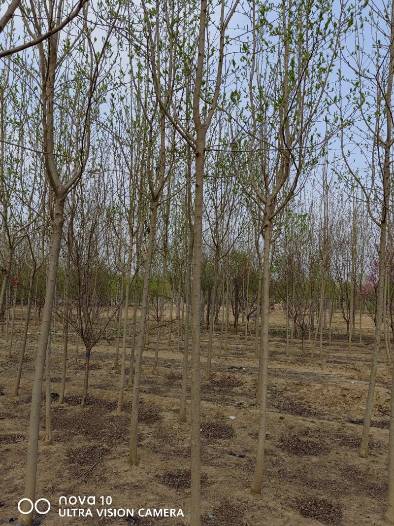 河北省保定市奥森苗圃场正在出售胸径4-6公分杜仲10万株