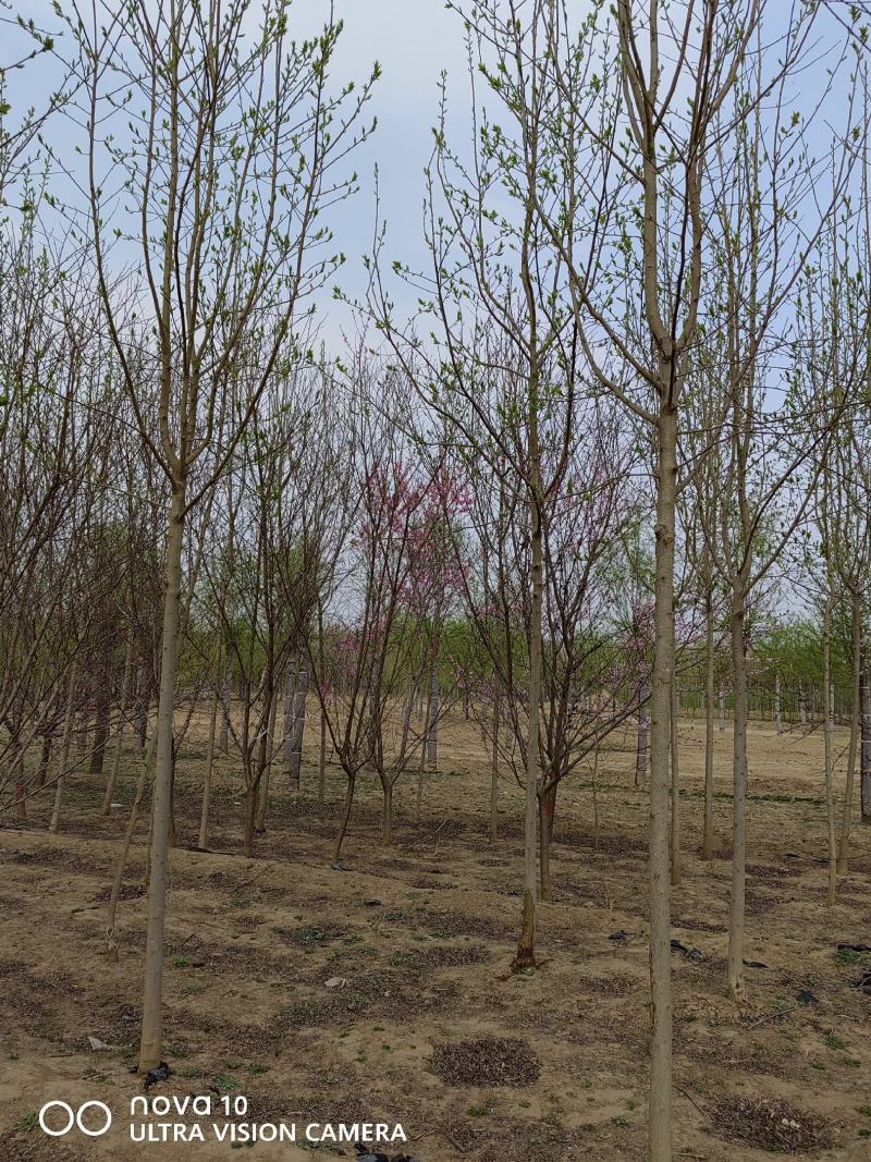 河北省保定市奥森苗圃场正在出售胸径4-6公分杜仲10万株