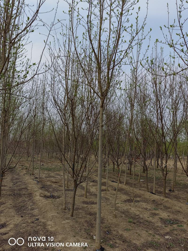 河北省保定市奥森苗圃场正在出售胸径4-6公分杜仲10万株
