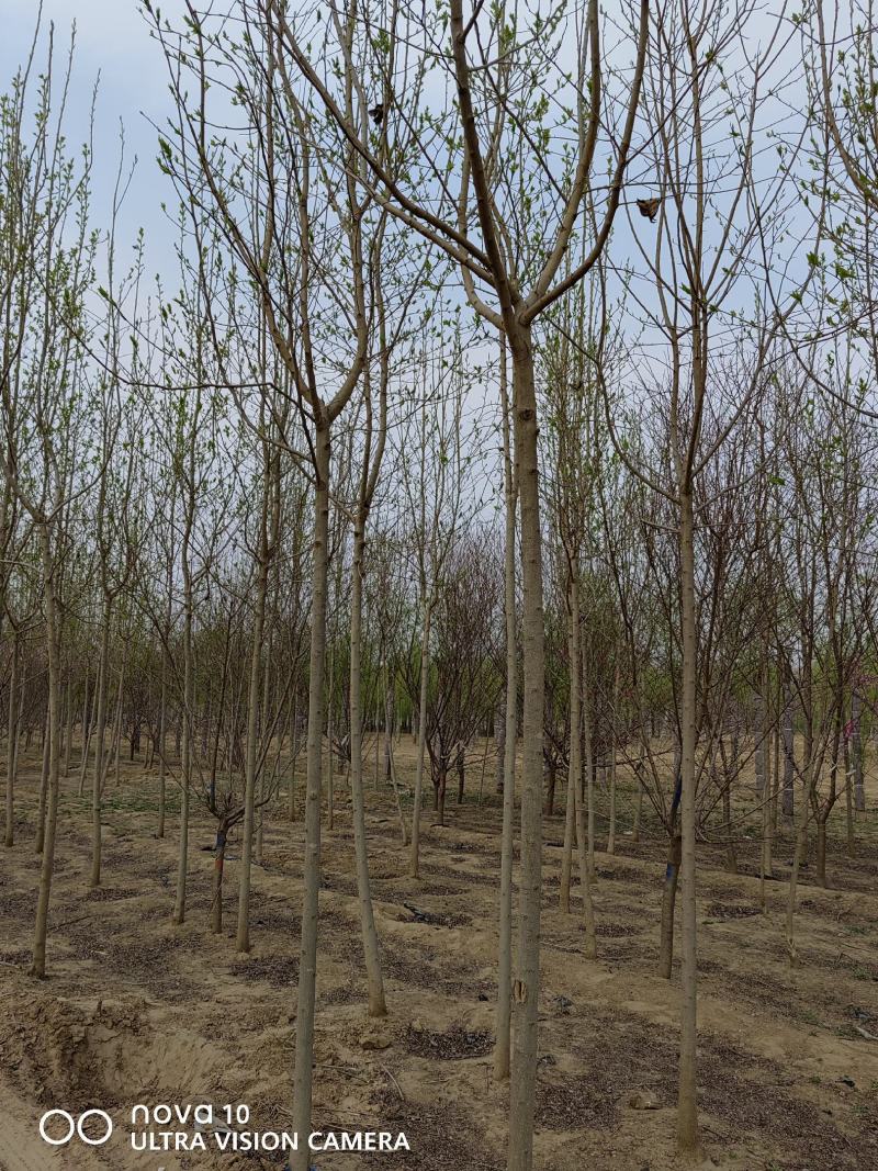 河北省保定市奥森苗圃场正在出售胸径4-6公分杜仲10万株