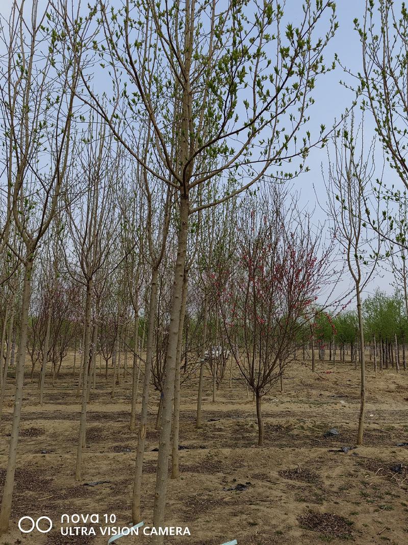 河北省保定市奥森苗圃场正在出售胸径10公分平头速生柳