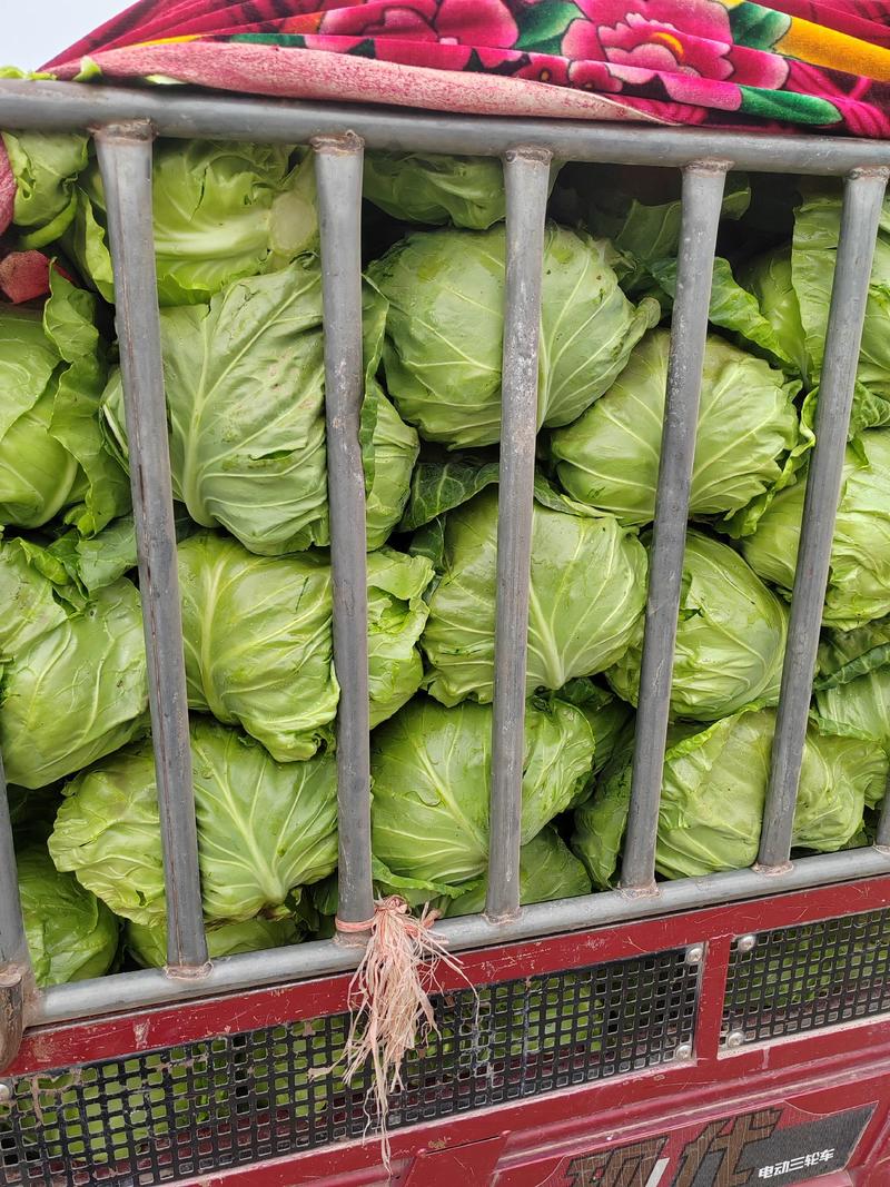 河南焦作翠绿甘蓝大量上市，各种精品蔬菜产地直供，量大从优