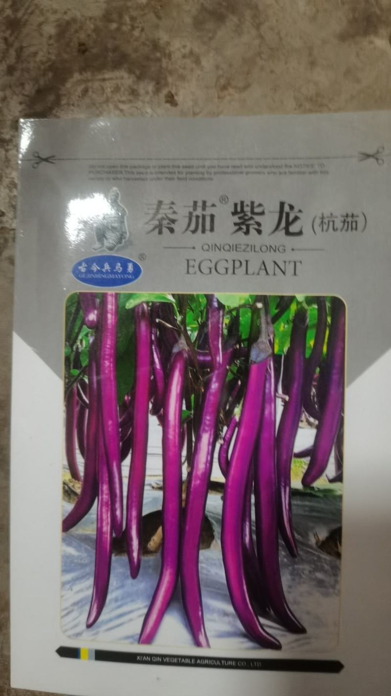 茄子苗，紫罐茄青罐茄苗，紫圆茄苗，紫黑茄苗，线茄，杭茄苗