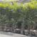 四川成都温江出售大量精品棕竹细叶棕竹棕竹棕竹棕竹棕竹棕竹