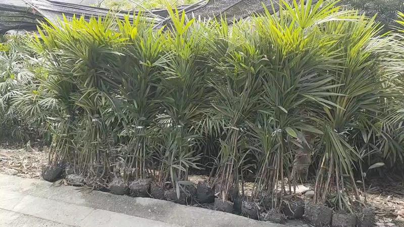 四川成都温江出售大量精品棕竹细叶棕竹棕竹棕竹棕竹棕竹棕竹