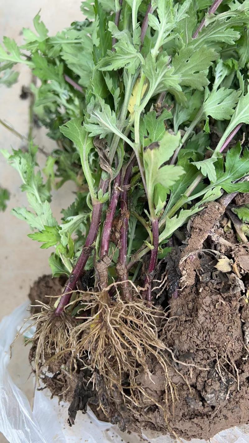 北京菊花苗菊花苗药菊苗种苗包技术和回收