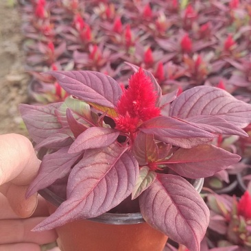 鸡冠花花镜花坛租摆片植花期长山东花卉基地