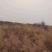 东营市河口区有田地三万亩。对外出租。黄河水路电三通。