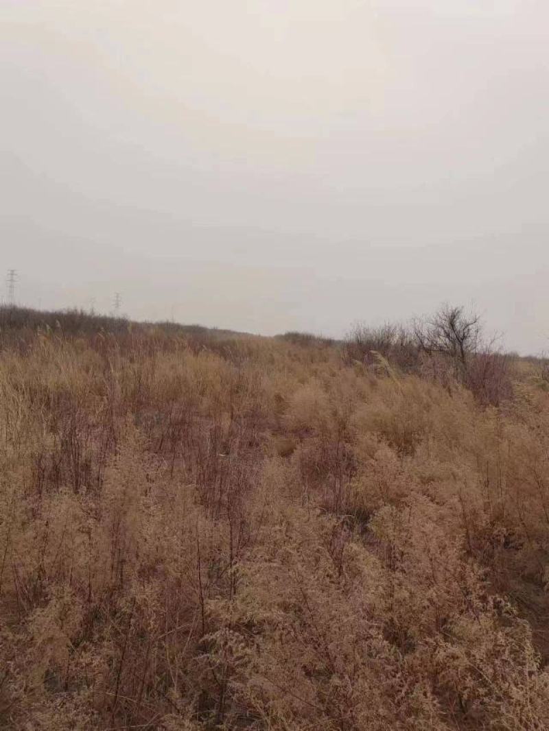 东营市河口区有田地三万亩。对外出租。黄河水路电三通。