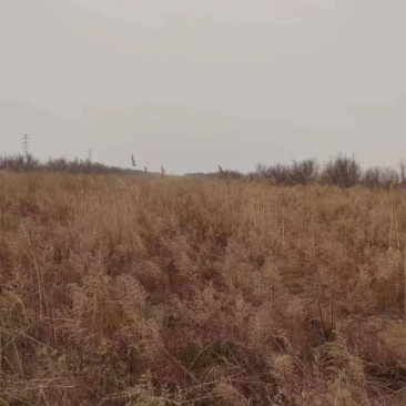 东营市河口区有田地三万亩。对外出租。黄河水路电三通。