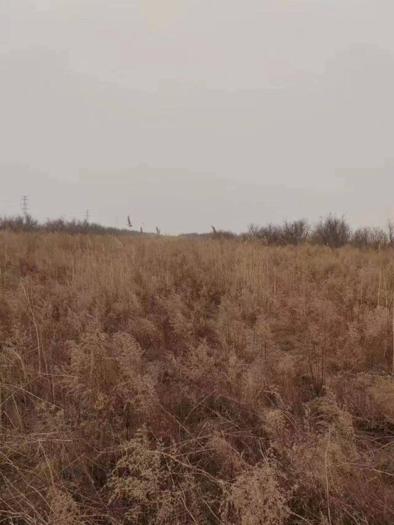 东营市河口区有田地三万亩。对外出租。黄河水路电三通。