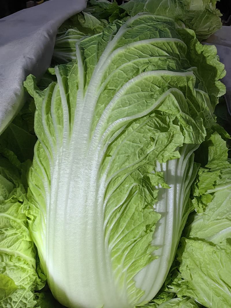 聊城市东昌府区，大包头白菜，货量充足价格便宜