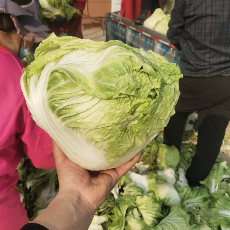 开封通许精品芹菜西芹大量供应中