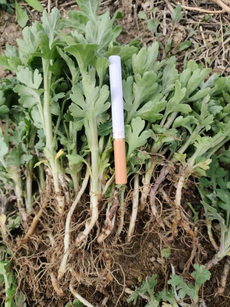 北京菊花苗菊花苗药菊苗种苗包技术和回收
