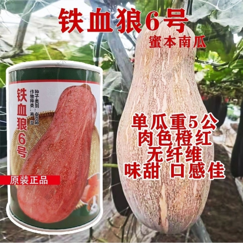 铁血狼6号蜜本南瓜种子杂交一袋中熟品种甜面南瓜品种种子