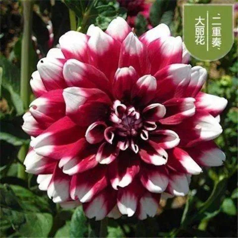大丽花种球，巨型花种球四季庭院阳台室内外盆栽花卉大丽花种