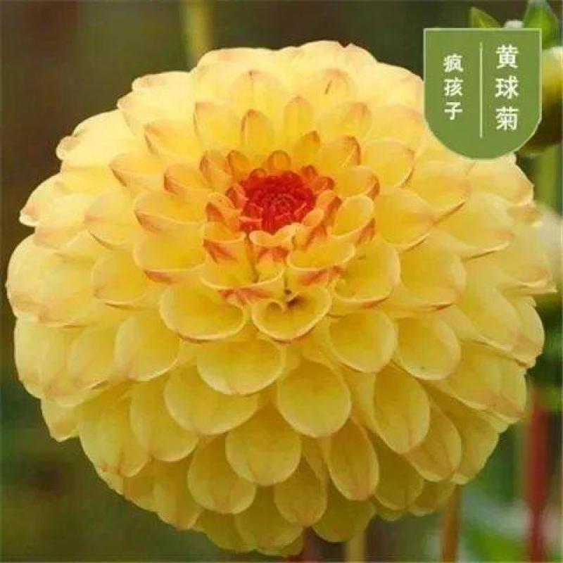 大丽花种球，巨型花种球四季庭院阳台室内外盆栽花卉大丽花种