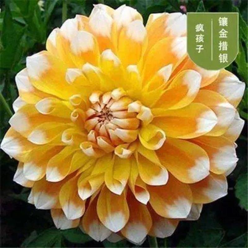 大丽花种球，巨型花种球四季庭院阳台室内外盆栽花卉大丽花种