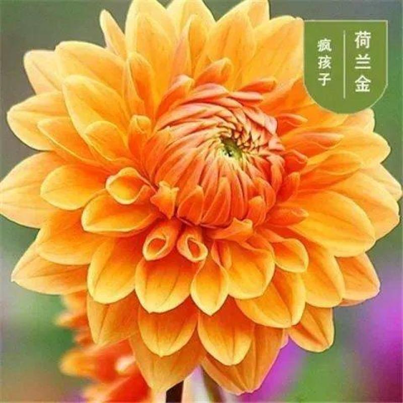 大丽花种球，巨型花种球四季庭院阳台室内外盆栽花卉大丽花种