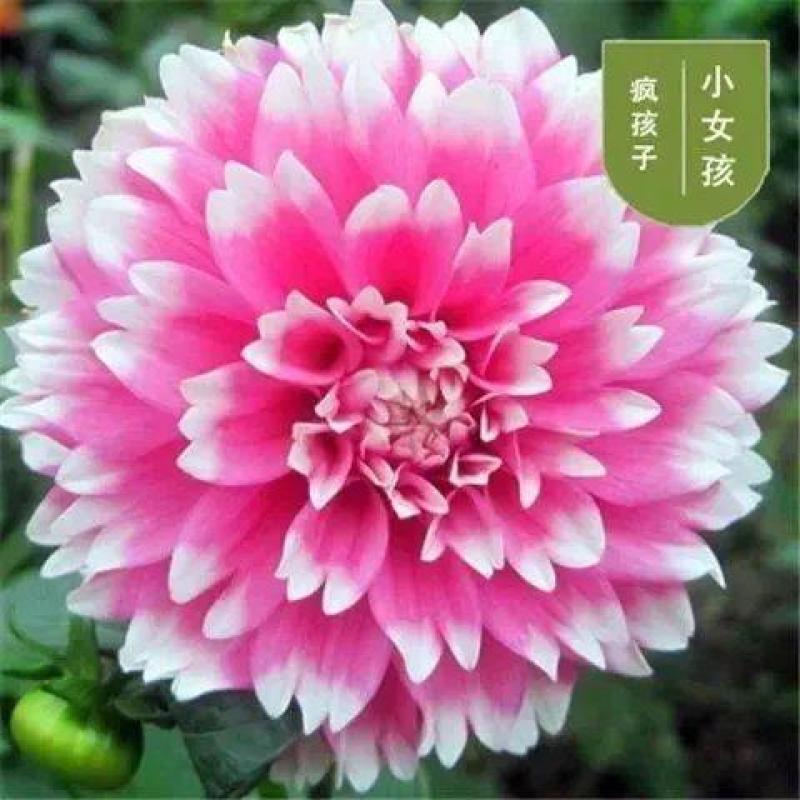大丽花种球，巨型花种球四季庭院阳台室内外盆栽花卉大丽花种