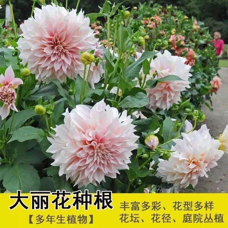 大丽花种球，巨型花种球四季庭院阳台室内外盆栽花卉大丽花种