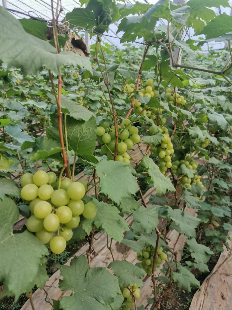 贵妃玫瑰葡萄，开始上市（巨峰早紫青提黄提都有）