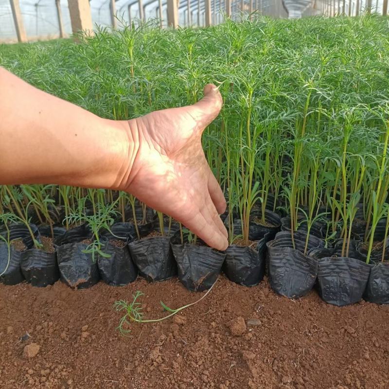 波斯菊格桑花大量上市中产地现货直发成活率高欢迎订购