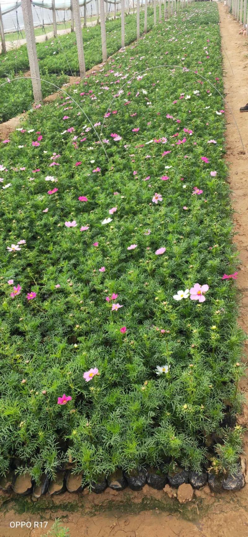 波斯菊格桑花大量上市中产地现货直发成活率高欢迎订购