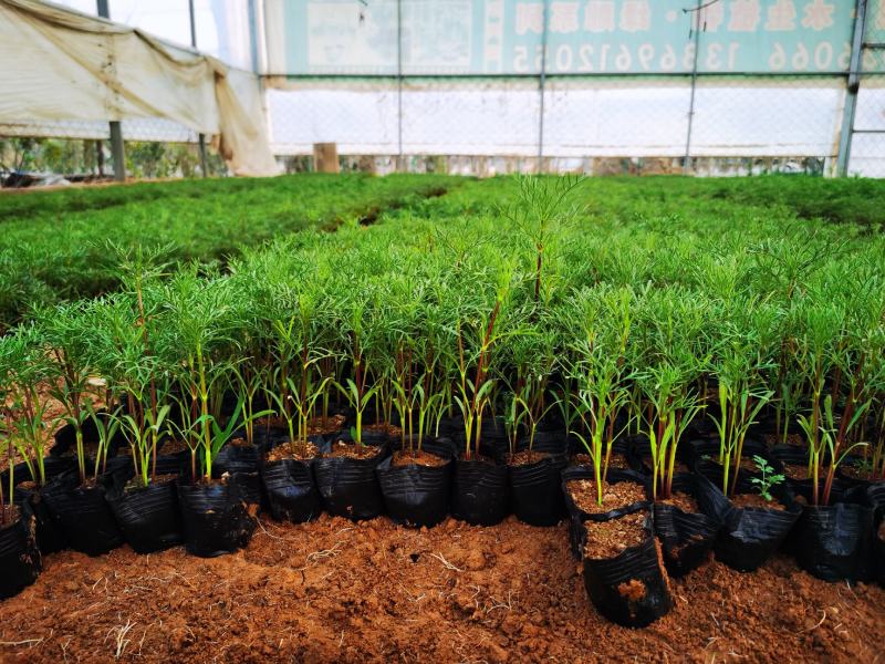 波斯菊格桑花大量上市中产地现货直发成活率高欢迎订购