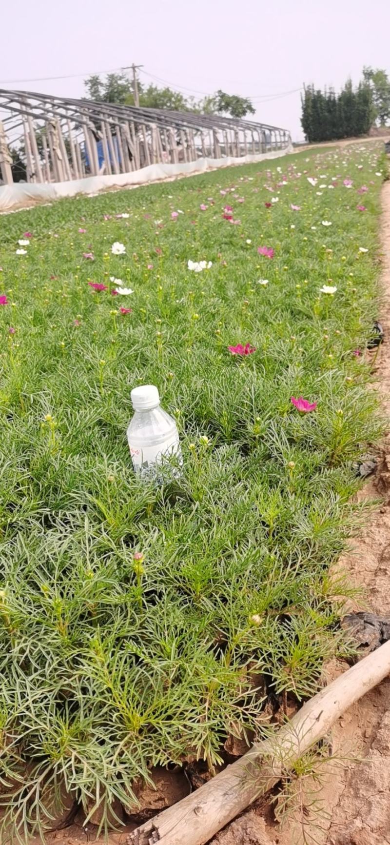 波斯菊格桑花大量上市中产地现货直发成活率高欢迎订购