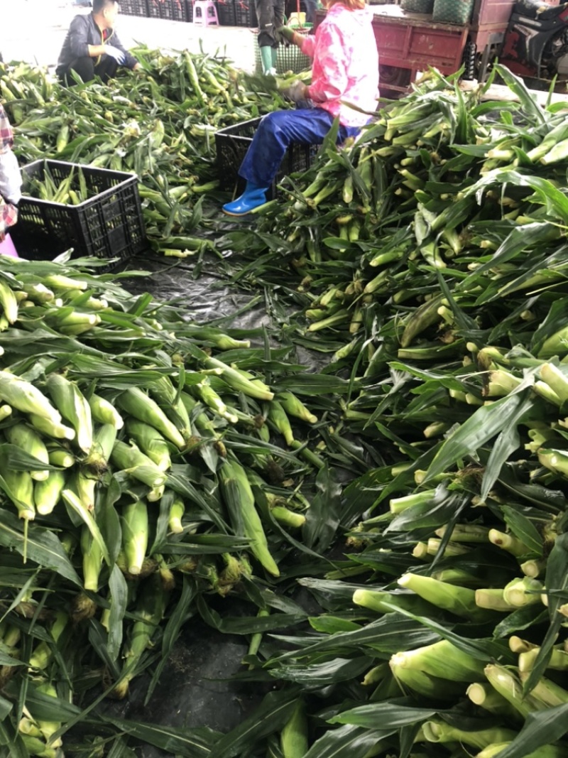 牛奶水果玉米