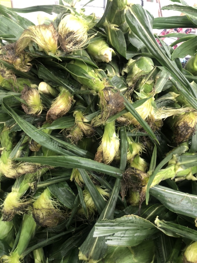 牛奶水果玉米