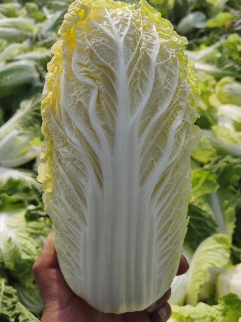 大朋娃娃菜，大颗娃娃菜，小娃大量上市，