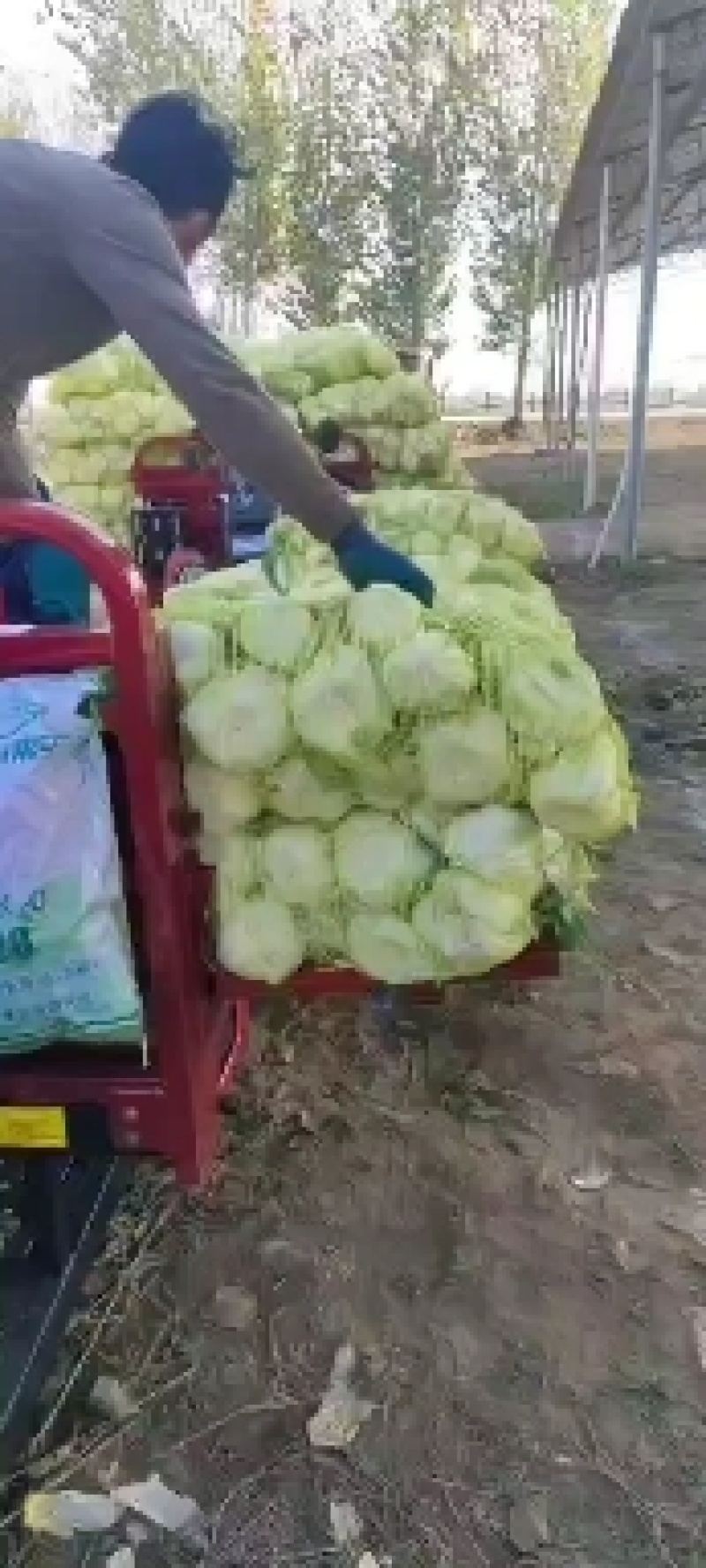大朋娃娃菜，大颗娃娃菜，小娃大量上市，