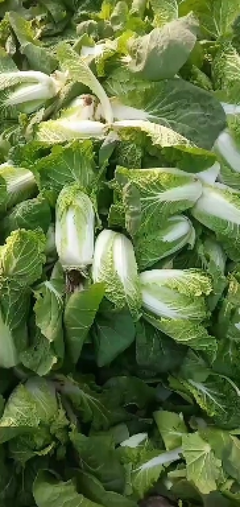 大朋娃娃菜，大颗娃娃菜，小娃大量上市，