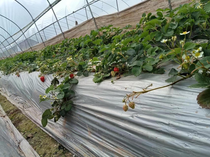 展示成都地区红颜草莓种植大棚的实景图,农民正在采摘,背景为连片的大棚和草莓田 红颜草莓种植大棚