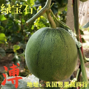 甜瓜绿宝甜瓜代收代发产地直发对接批发商超来电咨询