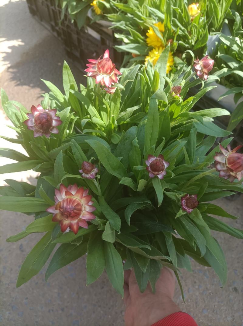 麦秆菊颜色齐全品相好基地直发发货量大优惠货源充足