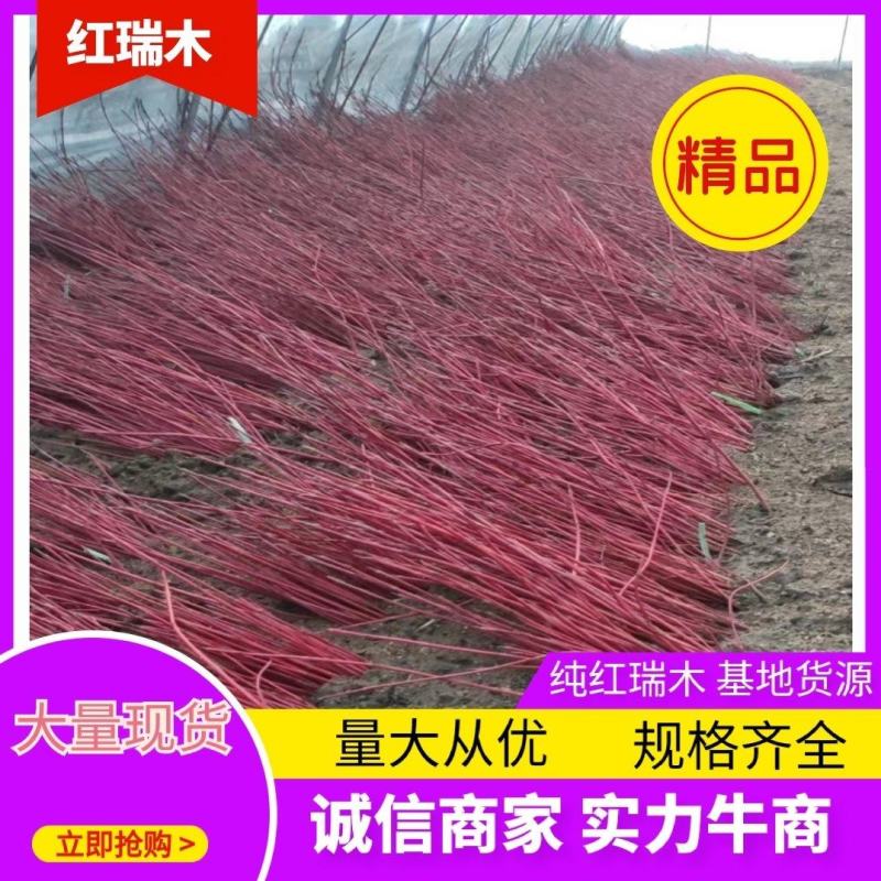 纯红瑞木一年播种苗，基地货源，保证质量！全国邮寄！