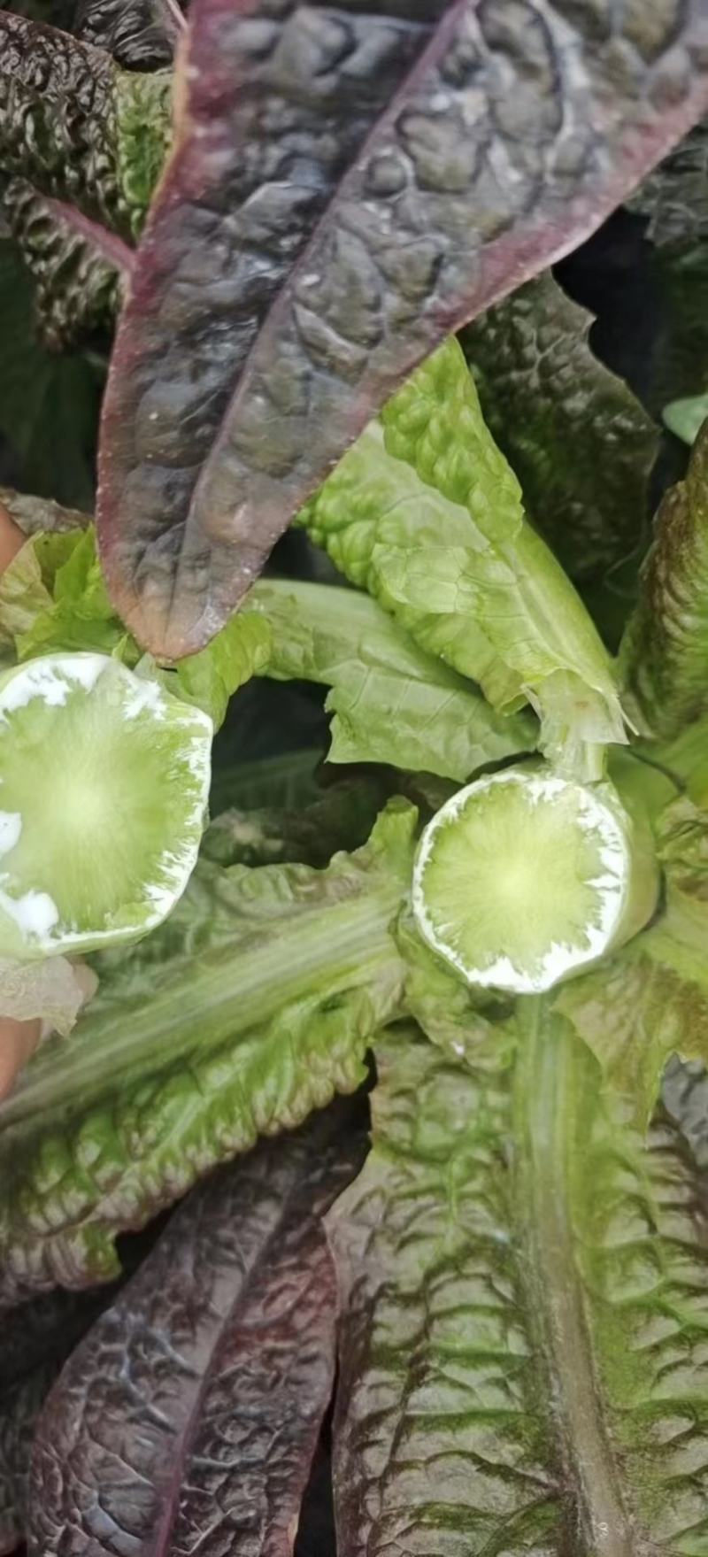 湖北红叶莴笋大量有货，欢迎采购，市场电商发货全国
