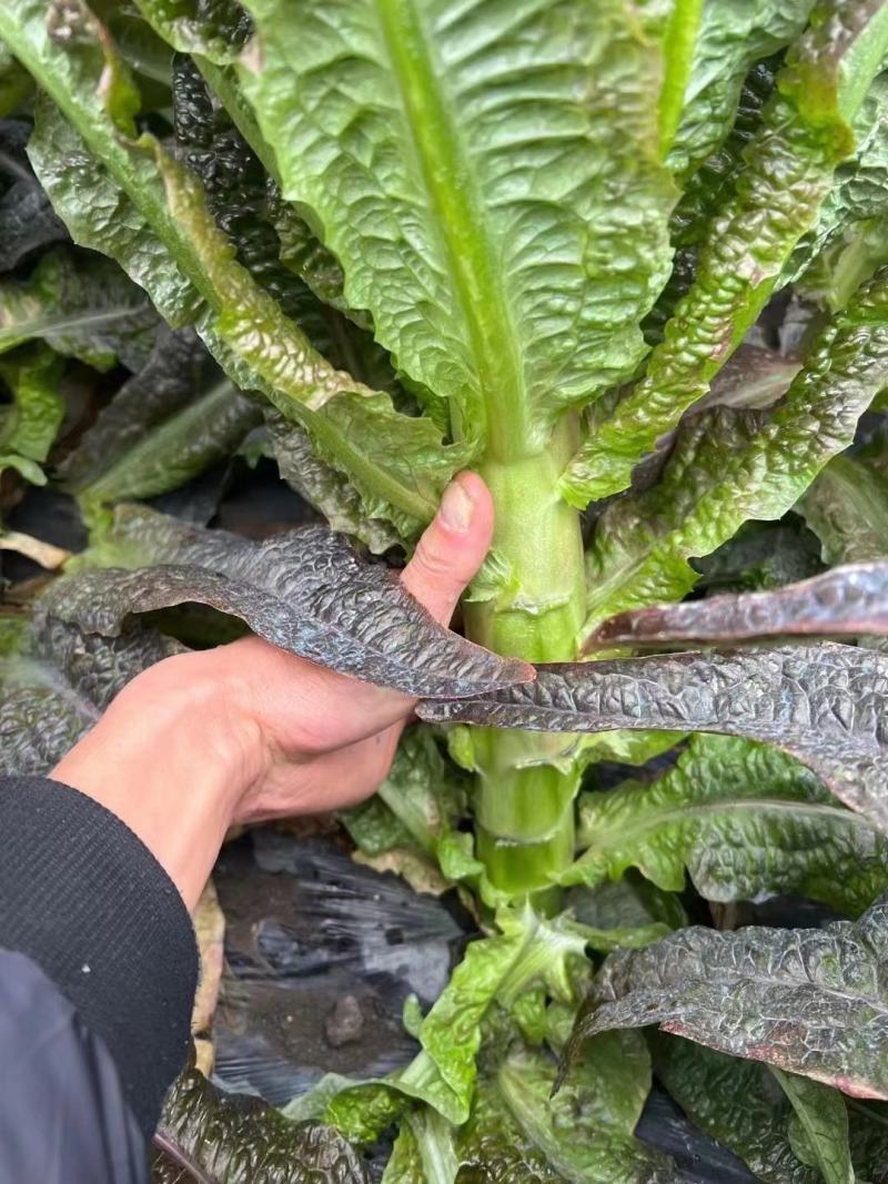 湖北红叶莴笋大量有货，欢迎采购，市场电商发货全国