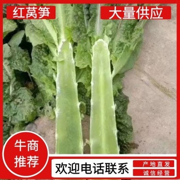 湖北红叶莴笋大量有货，欢迎采购，市场电商发货全国