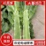 湖北红叶莴笋大量有货，欢迎采购，市场电商发货全国