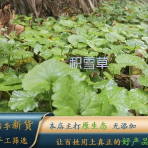 中药材积雪草100克野生天然崩大碗马蹄草铜钱草