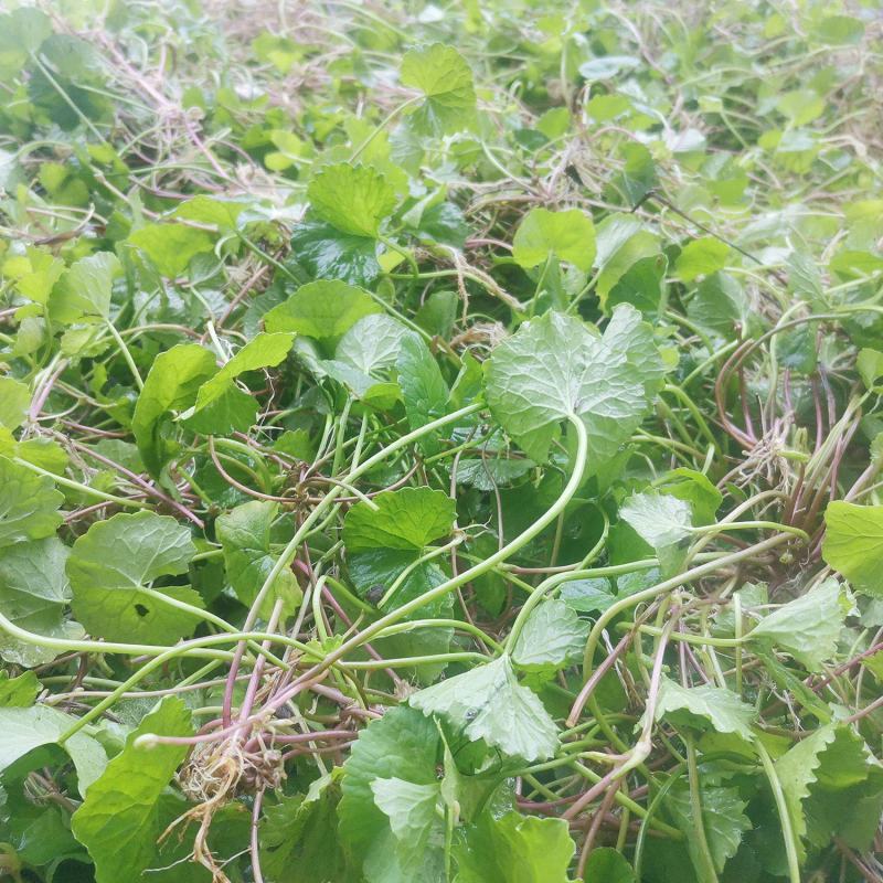 中药材积雪草100克包邮野生天然崩大碗马蹄草铜钱草