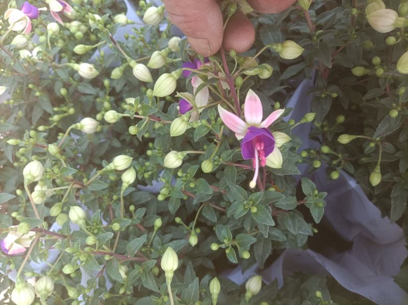 灯笼花倒挂金钟基地直发发货量大优惠货源充足颜色多